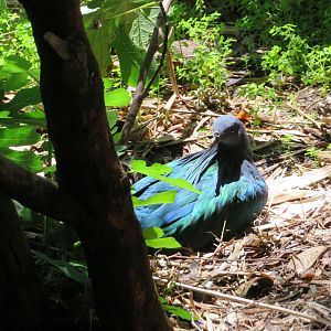 Nicobar Pigeon