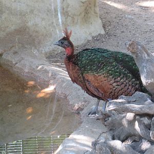 Congo Peafowl