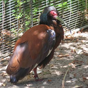 Madagascar Crested Ibis