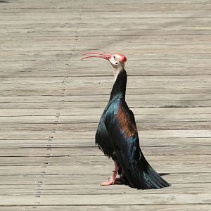 Southern Bald Ibis