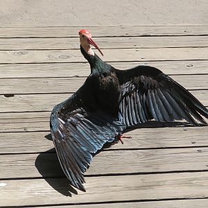 Southern Bald Ibis