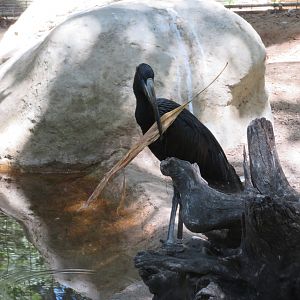 African Openbill Stork