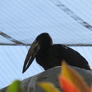 African Openbill Stork
