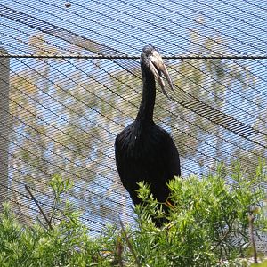 African Openbill Stork