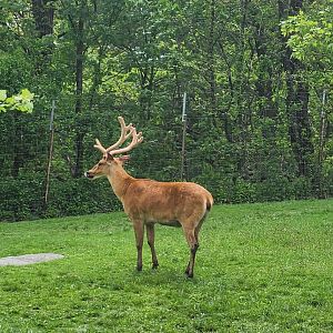 Unknown Deer - Bronx Zoo Asia Monorail