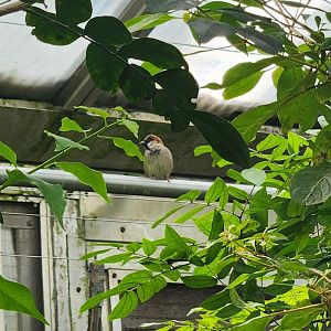 Bronx Zoo - Unknown Bird (House Sparrow?)
