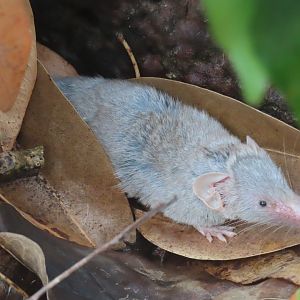 indian musk shrew
