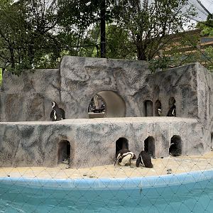 African Penguin Exhibit