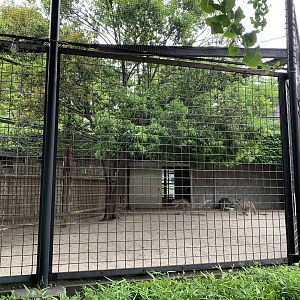Eastern Grey Kangaroo Exhibit