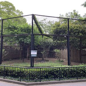 Eastern Grey Kangaroo Exhibit