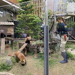 Red Panda Exhibit
