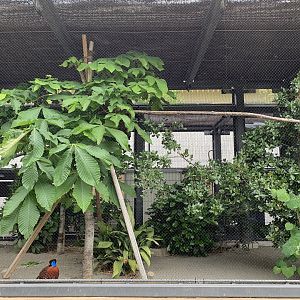 Temminck’s Tragopan Aviary