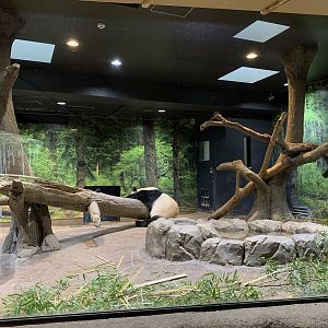 Indoor Panda Viewing