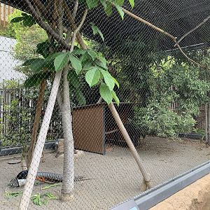 Lady Amherst’s Pheasant Aviary