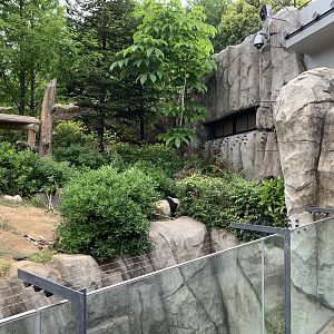 Giant Panda