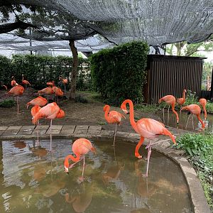 American Flamingo