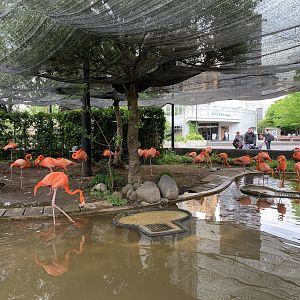 American Flamingo Exhibit