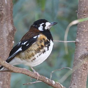 Chestnut-backed Thrush (Geokichla dohertyi)