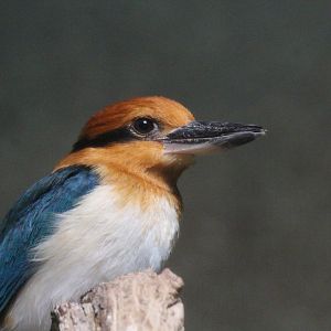 Guam Kingfisher (Todiramphus cinnamominus)