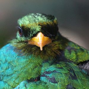 Golden-headed Quetzal (Pharomachrus auriceps)