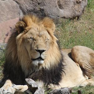 Southern African Lion (Panthera leo melanochaita)