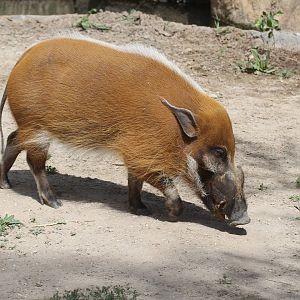 Red River Hog (Potamochoerus porcus)