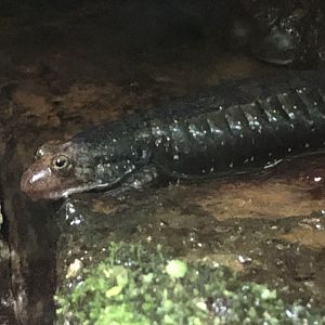 Shovelnose Salamander (Desmognathus marmoratus)