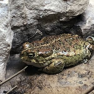 African Green Toad (Bufotes boulengeri)