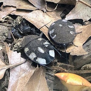 Indian Domino Roach (Therea petiveriana)