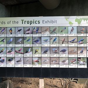 Birds of the Tropics
