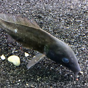 Eastern Bottlenose (Mormyrus longirostris)?