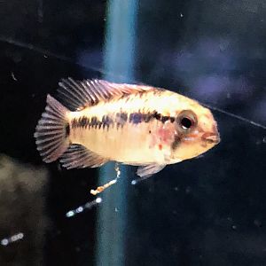 Red-tailed Dwarf Cichlid (Apistogramma macmasteri)