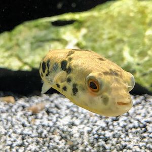 Congo Spotted Puffer (Tetraodon schoutedeni)