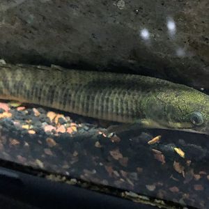 Shortfin Bichir (Polypterus palmas)