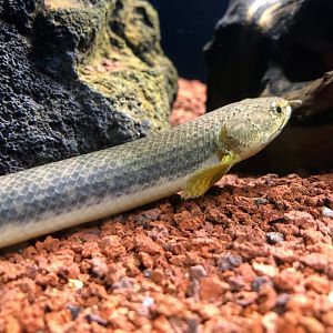 West African Bichir (Polypterus retropinnis)