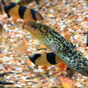 Tiger Moray (Gymnothorax polyuranodon)