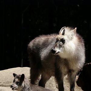 Japanese Serow