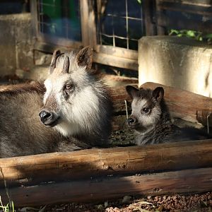 Japanese Serow