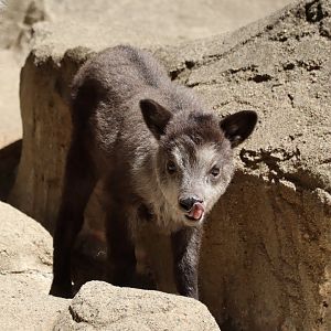 Japanese Serow