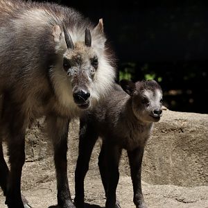 Japanese Serow