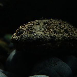 Japanese giant salamander