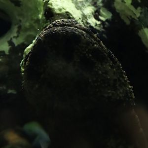 Japanese giant salamander