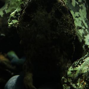 Japanese giant salamander