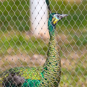 Green peafowl