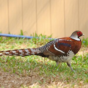 Elliot's pheasant