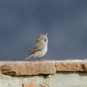Rock Wren (Salpinctes obsoletus)