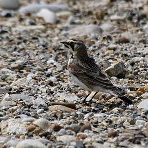 Horned Lark (Eremophila alpestris)