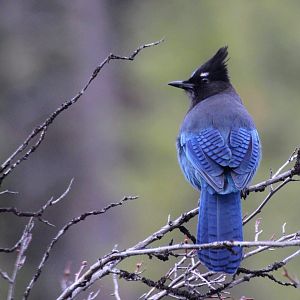 Steller's Jay (Cyanocitta stelleri)