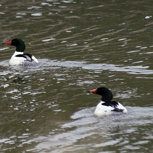Common Mergansers (Mergus merganser)