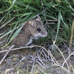 Western Deer Mouse (Peromyscus sonoriensis)